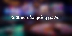 Xuất xứ của giống gà Asil