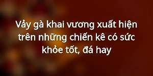 Vảy gà khai vương xuất hiện trên những chiến kê có sức khỏe tốt, đá hay