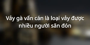 Vảy gà vấn cán là loại vảy được nhiều người săn đón